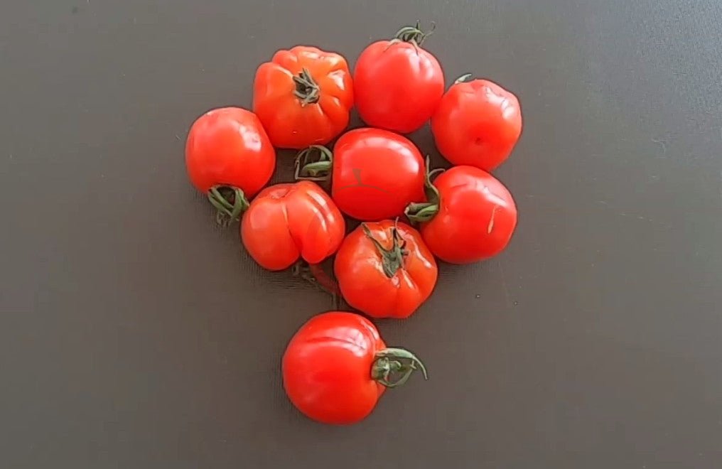 Cherry Accordeon DER TOMATENFLÜSTERER