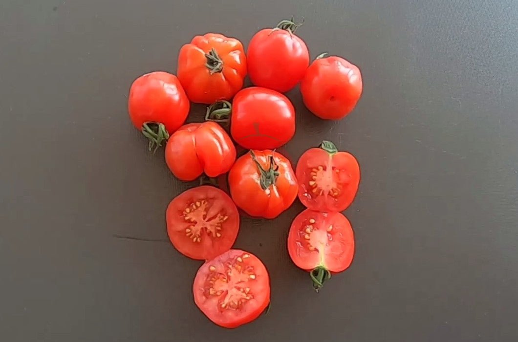 Cherry Accordeon DER TOMATENFLÜSTERER