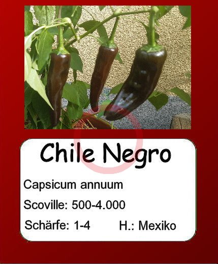 Chile Negro DER TOMATENFLÜSTERER