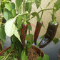 Chile Negro DER TOMATENFLÜSTERER