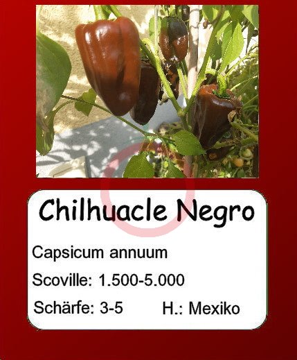 Chilhuacle Negro DER TOMATENFLÜSTERER