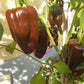 Chilhuacle Negro DER TOMATENFLÜSTERER