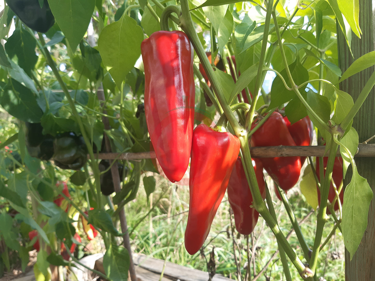 Chilhuacle Rojo DER TOMATENFLÜSTERER