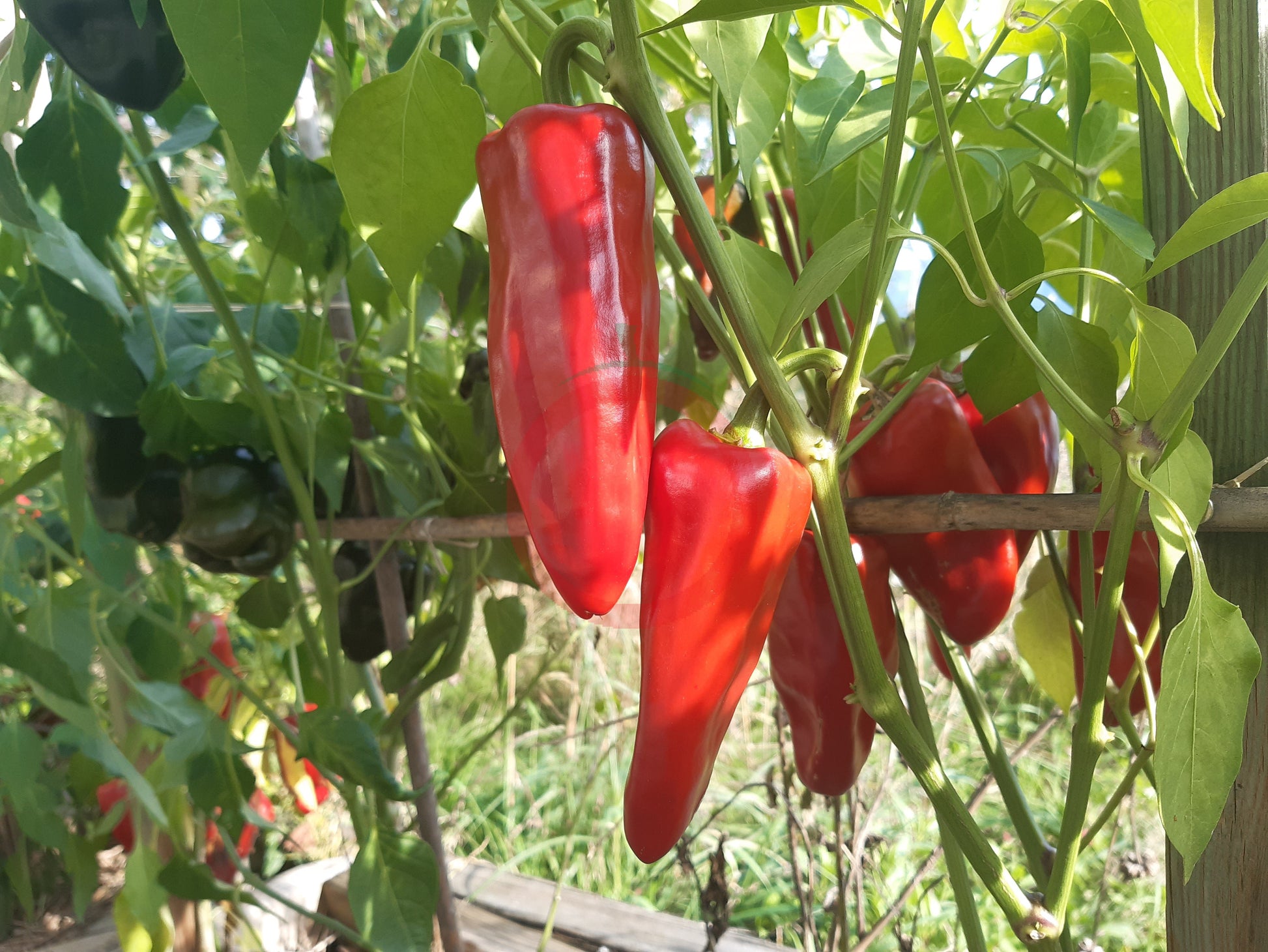 Chilhuacle Rojo DER TOMATENFLÜSTERER