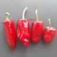 Chilhuacle Rojo DER TOMATENFLÜSTERER
