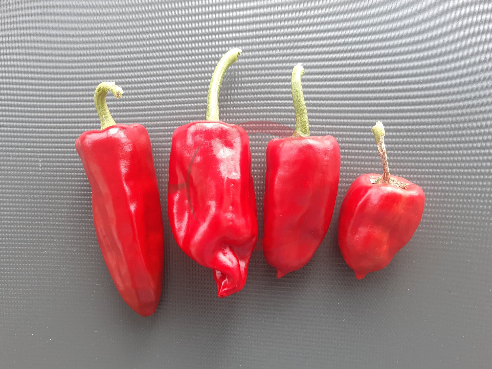 Chilhuacle Rojo DER TOMATENFLÜSTERER