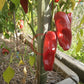 Chilhuacle Rojo DER TOMATENFLÜSTERER