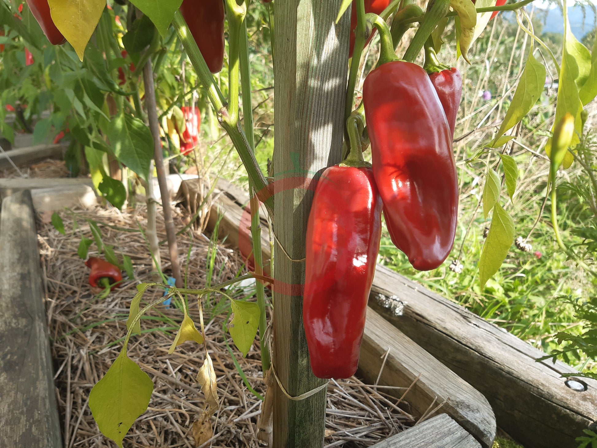 Chilhuacle Rojo DER TOMATENFLÜSTERER
