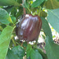 Chocolate Beauty DER TOMATENFLÜSTERER