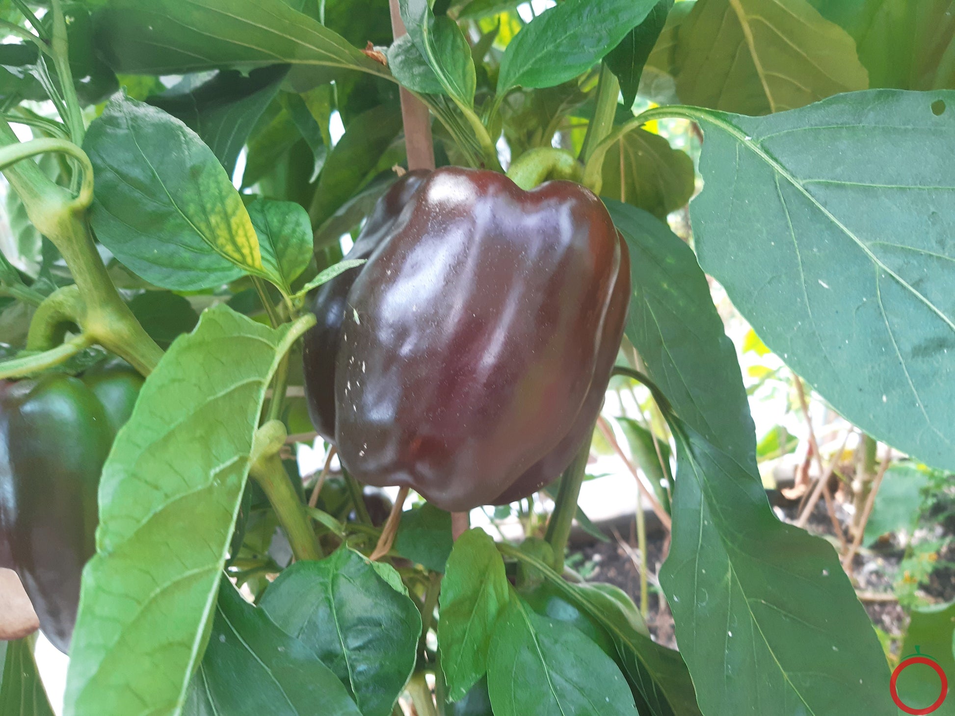Chocolate Beauty DER TOMATENFLÜSTERER