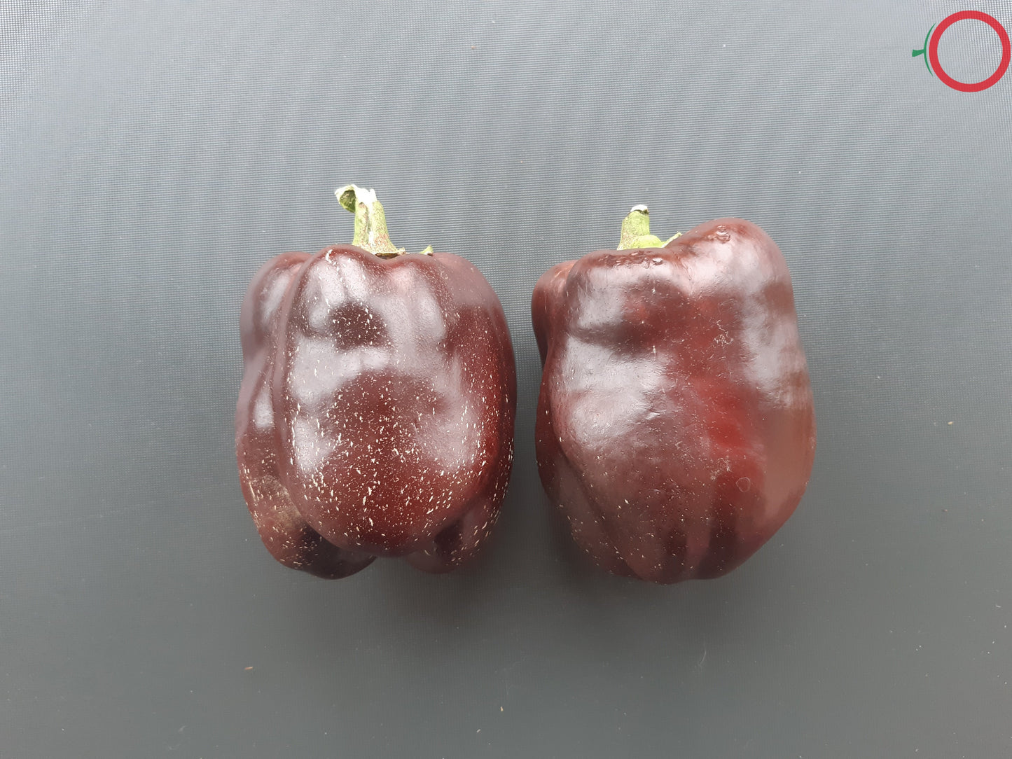Chocolate Beauty DER TOMATENFLÜSTERER