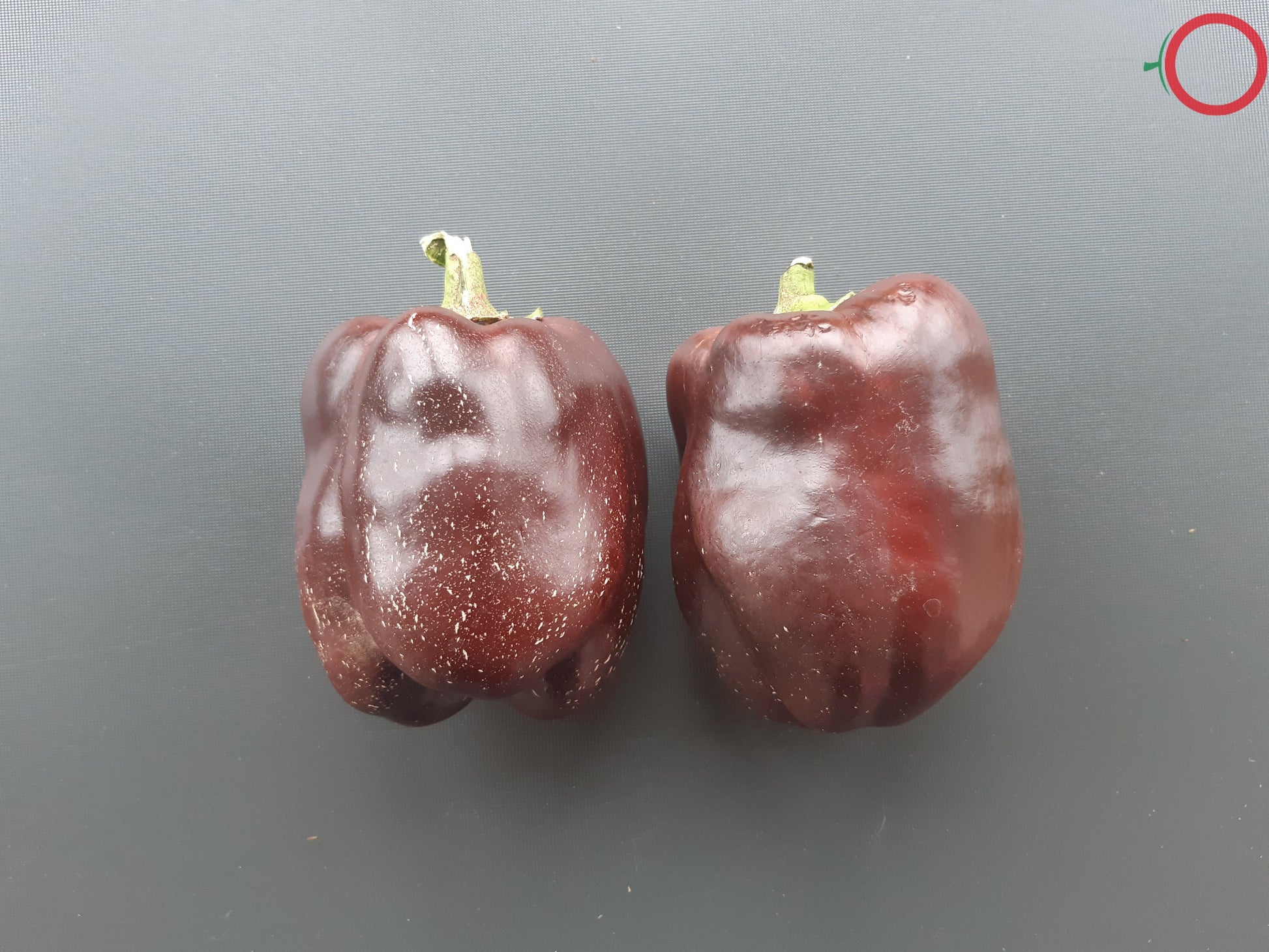 Chocolate Beauty DER TOMATENFLÜSTERER