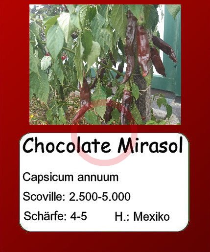 Chocolate Mirasol DER TOMATENFLÜSTERER