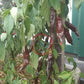 Chocolate Mirasol DER TOMATENFLÜSTERER