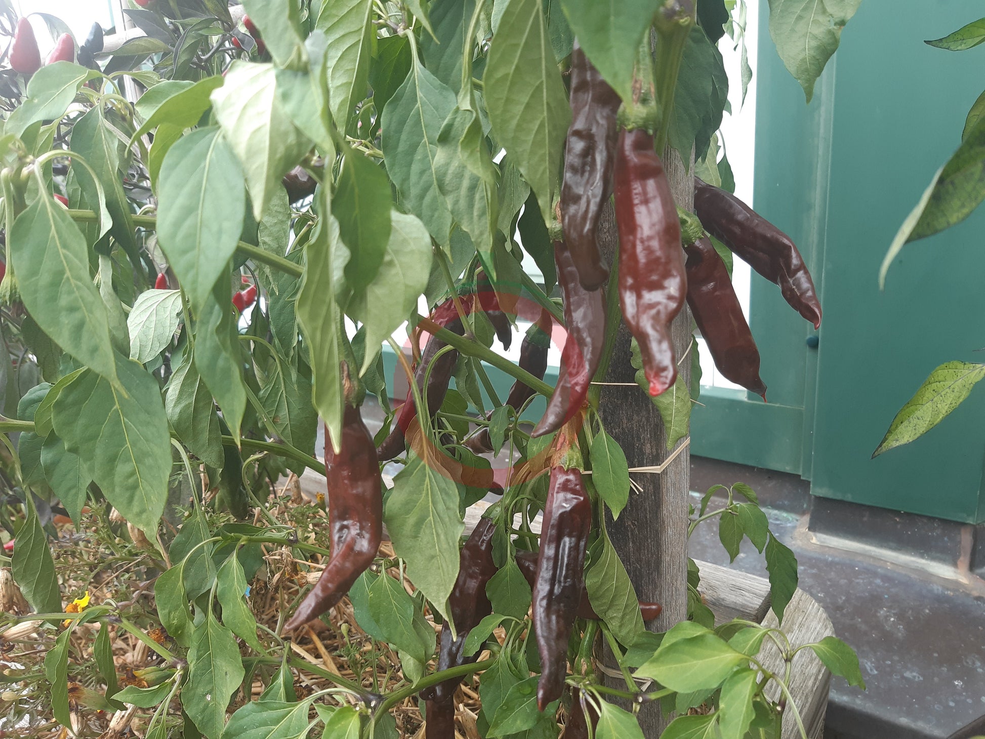 Chocolate Mirasol DER TOMATENFLÜSTERER