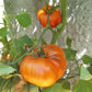 Chupa-Chups Orange DER TOMATENFLÜSTERER