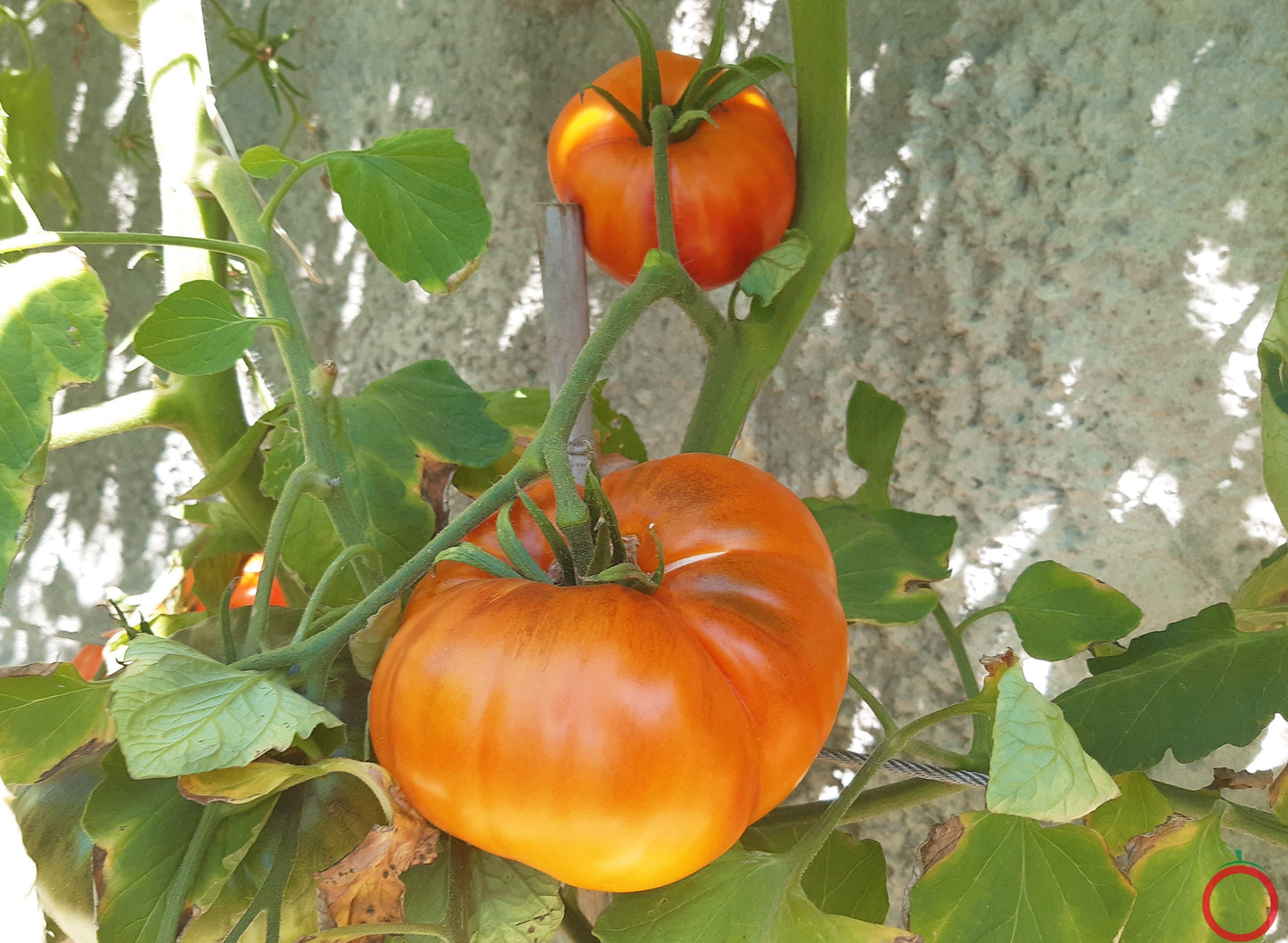 Chupa-Chups Orange DER TOMATENFLÜSTERER