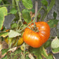 Chupa-Chups Orange DER TOMATENFLÜSTERER