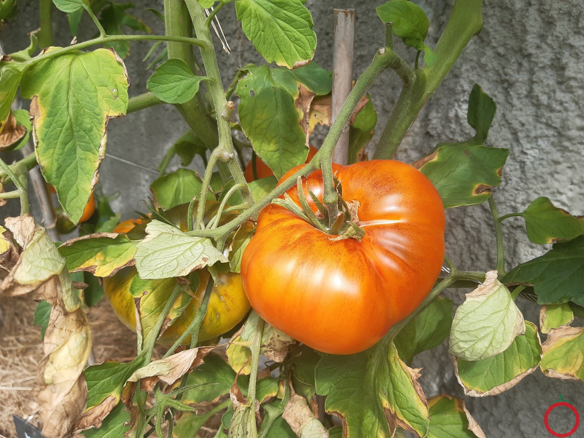 Chupa-Chups Orange DER TOMATENFLÜSTERER
