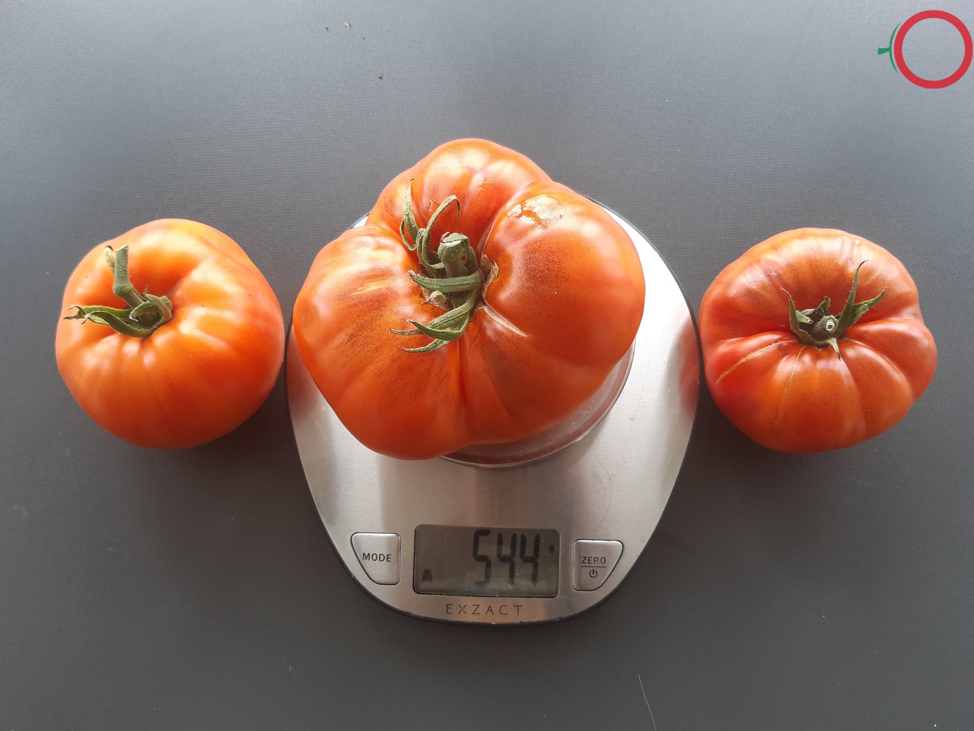 Chupa-Chups Orange DER TOMATENFLÜSTERER