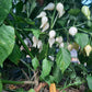 Chupetinho White DER TOMATENFLÜSTERER
