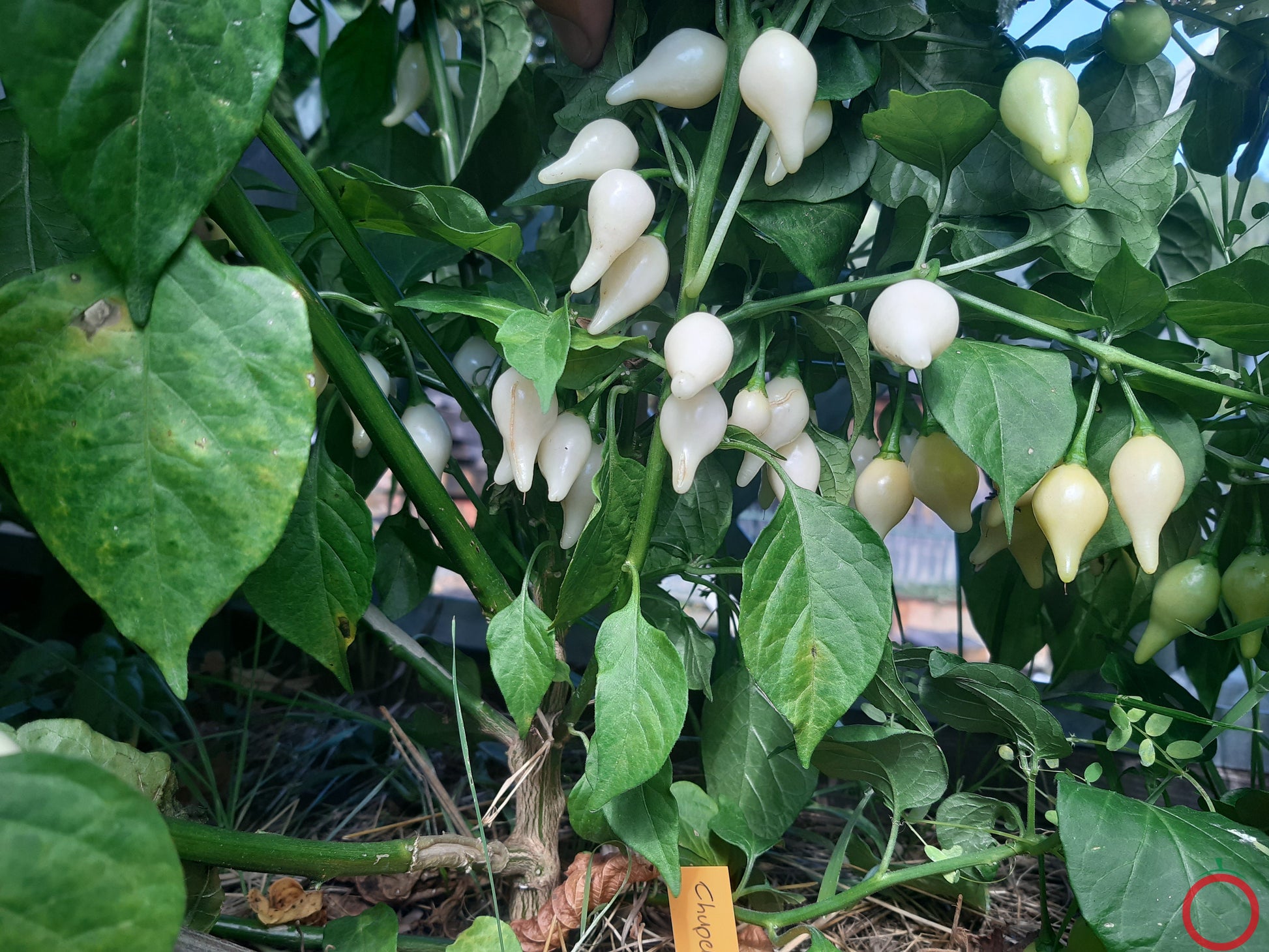 Chupetinho White DER TOMATENFLÜSTERER