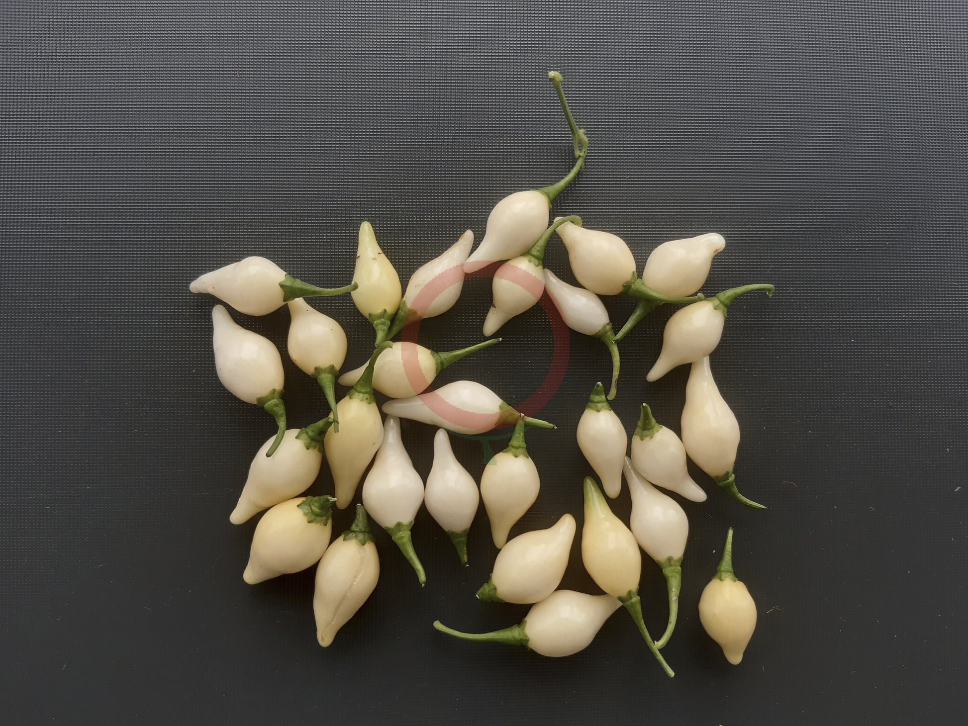 Chupetinho White DER TOMATENFLÜSTERER