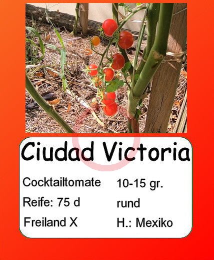 Ciudad Victoria DER TOMATENFLÜSTERER