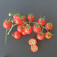 Ciudad Victoria DER TOMATENFLÜSTERER