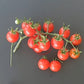 Ciudad Victoria DER TOMATENFLÜSTERER