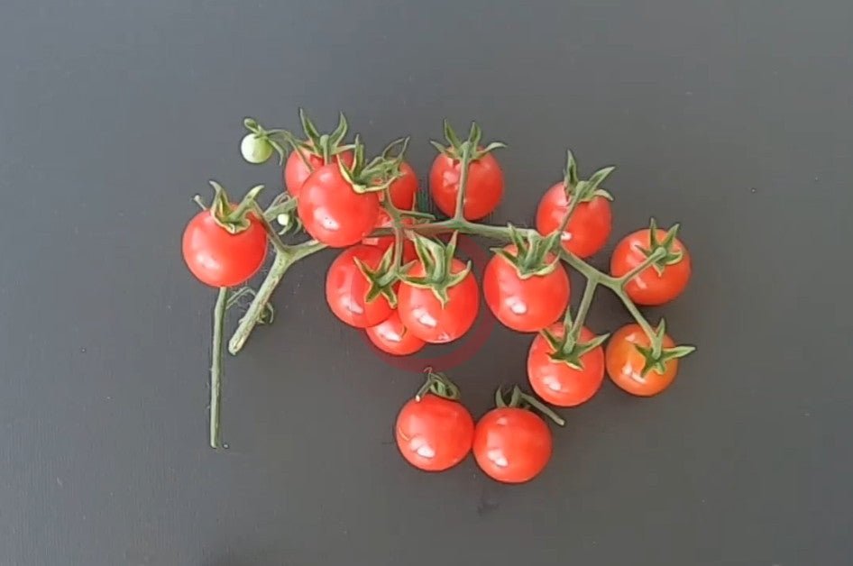 Ciudad Victoria DER TOMATENFLÜSTERER