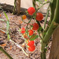 Ciudad Victoria DER TOMATENFLÜSTERER