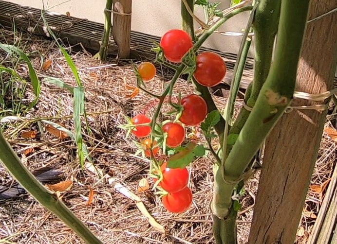 Ciudad Victoria DER TOMATENFLÜSTERER