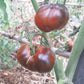 Cosmic Eclipse DER TOMATENFLÜSTERER