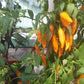 Costeno Amarillo DER TOMATENFLÜSTERER