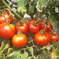 Couille De Taureau DER TOMATENFLÜSTERER