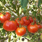 Couille De Taureau DER TOMATENFLÜSTERER