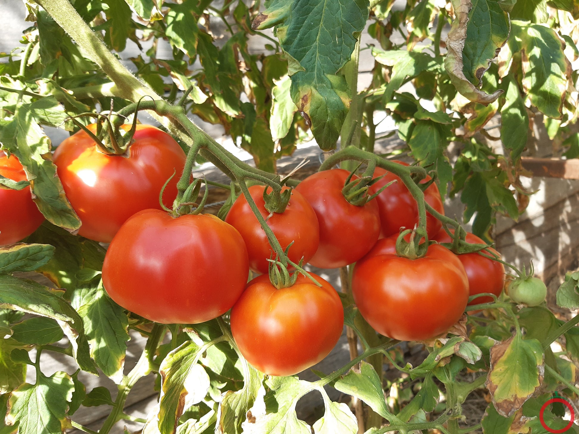 Couille De Taureau DER TOMATENFLÜSTERER