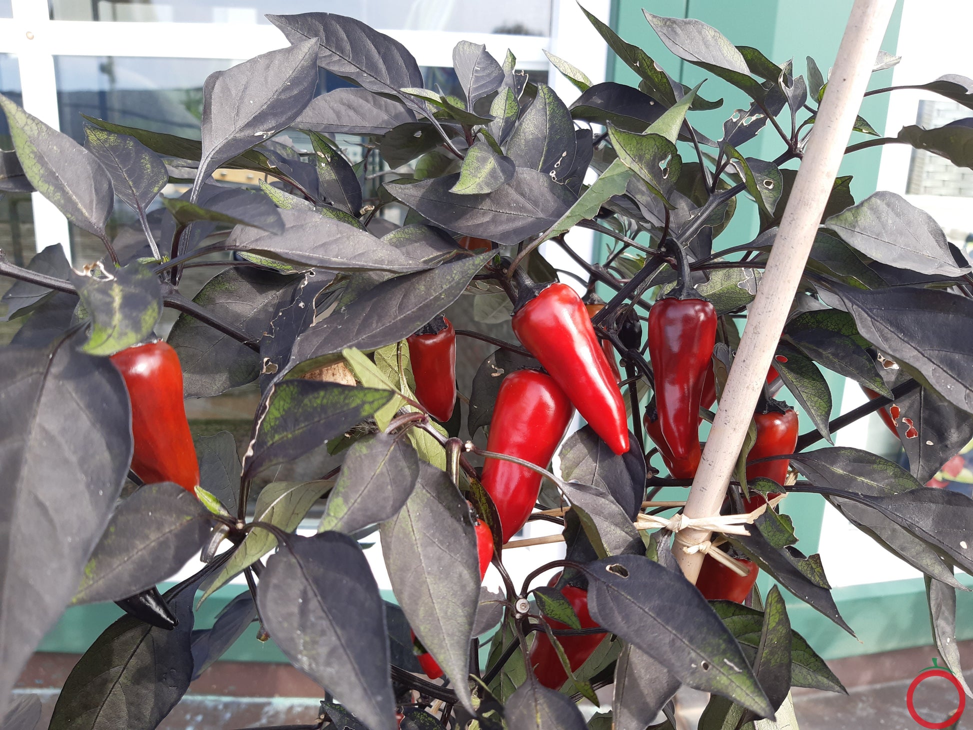 Count Dracula DER TOMATENFLÜSTERER