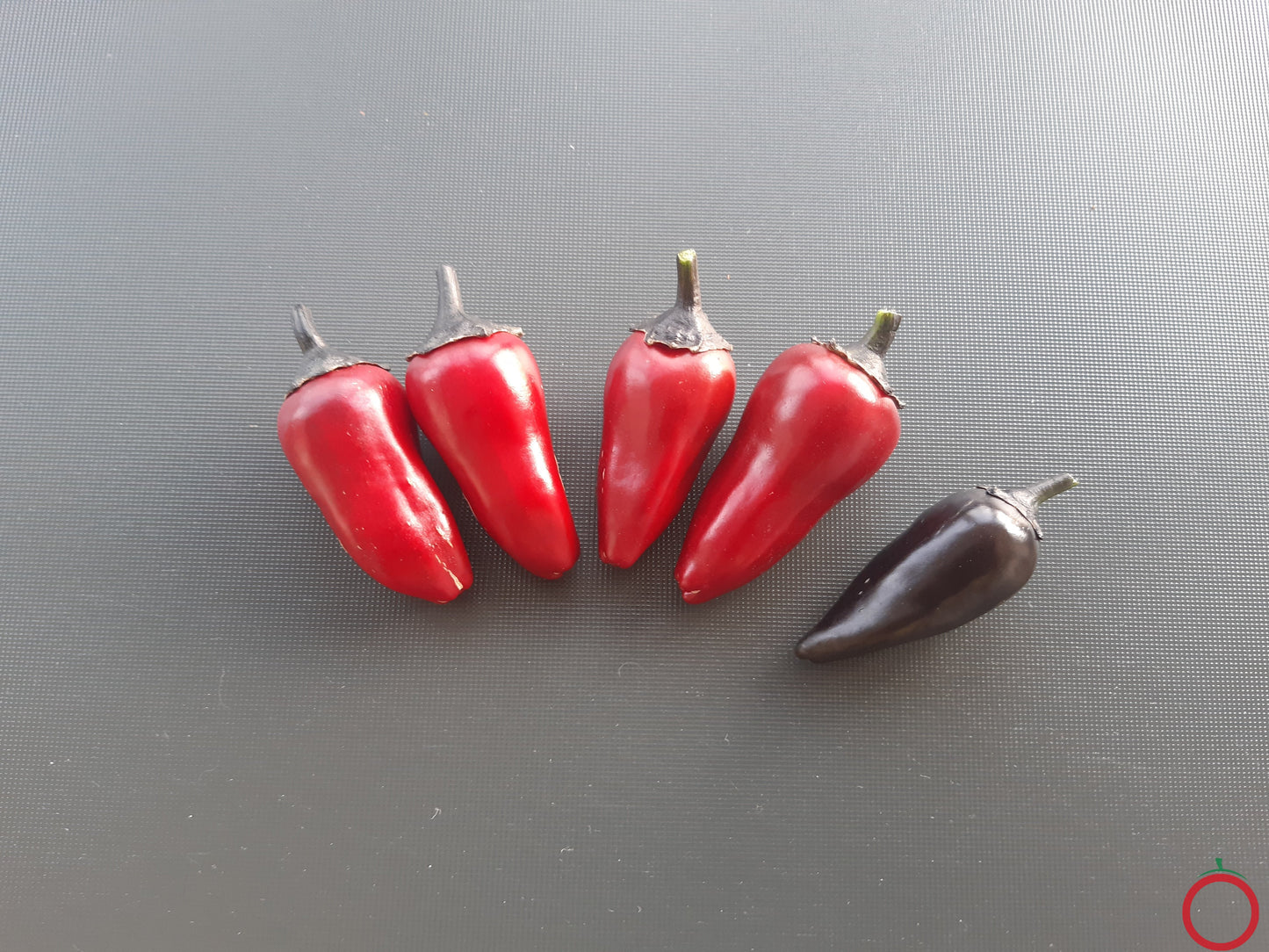 Count Dracula DER TOMATENFLÜSTERER