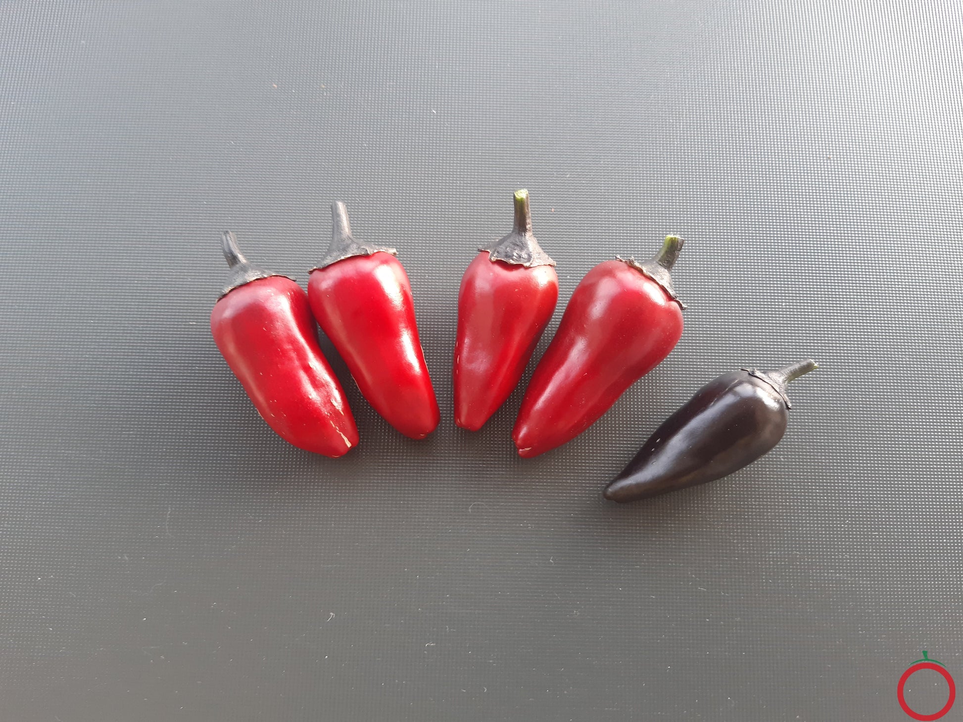 Count Dracula DER TOMATENFLÜSTERER