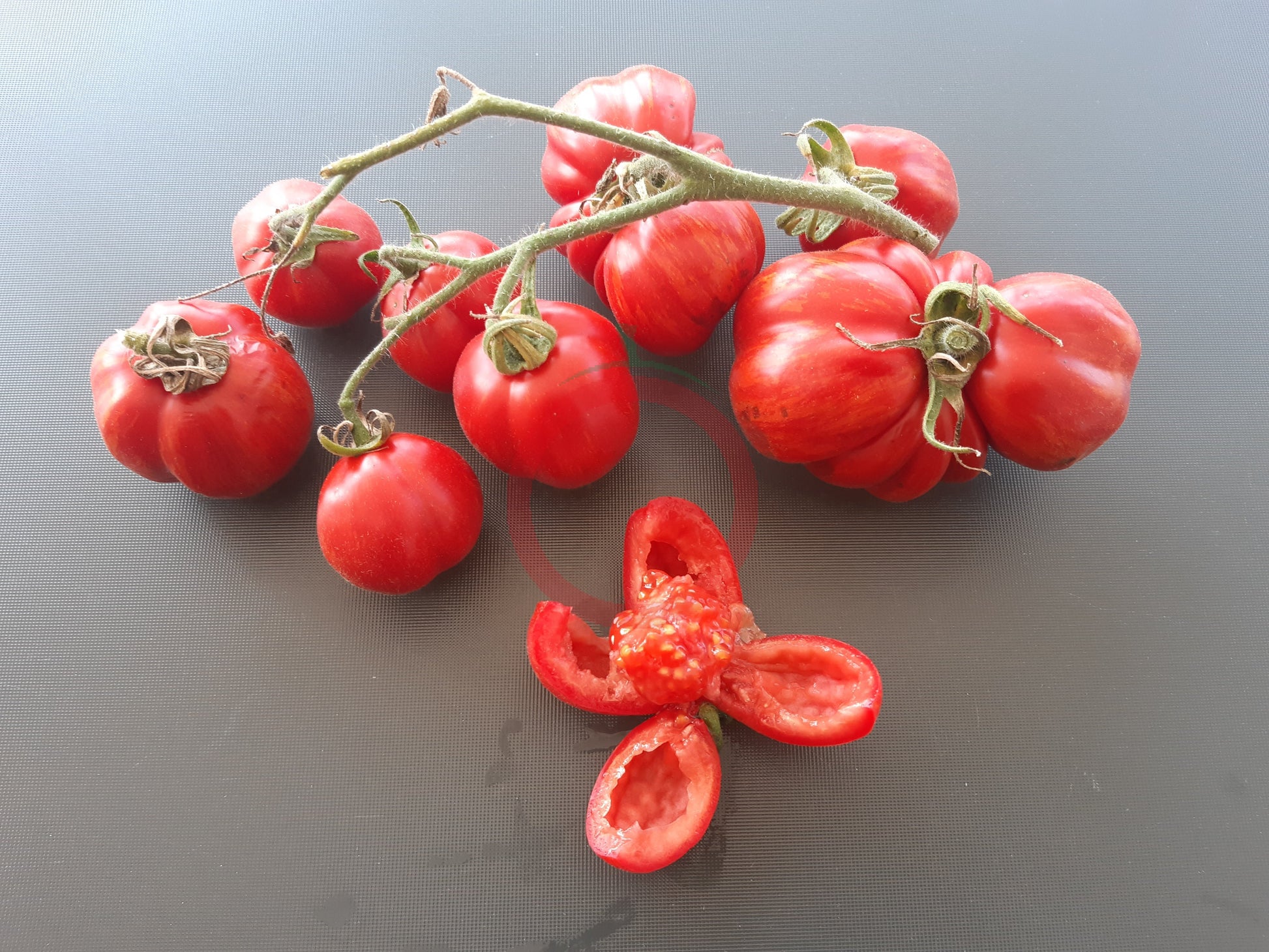 Cox Orange DER TOMATENFLÜSTERER