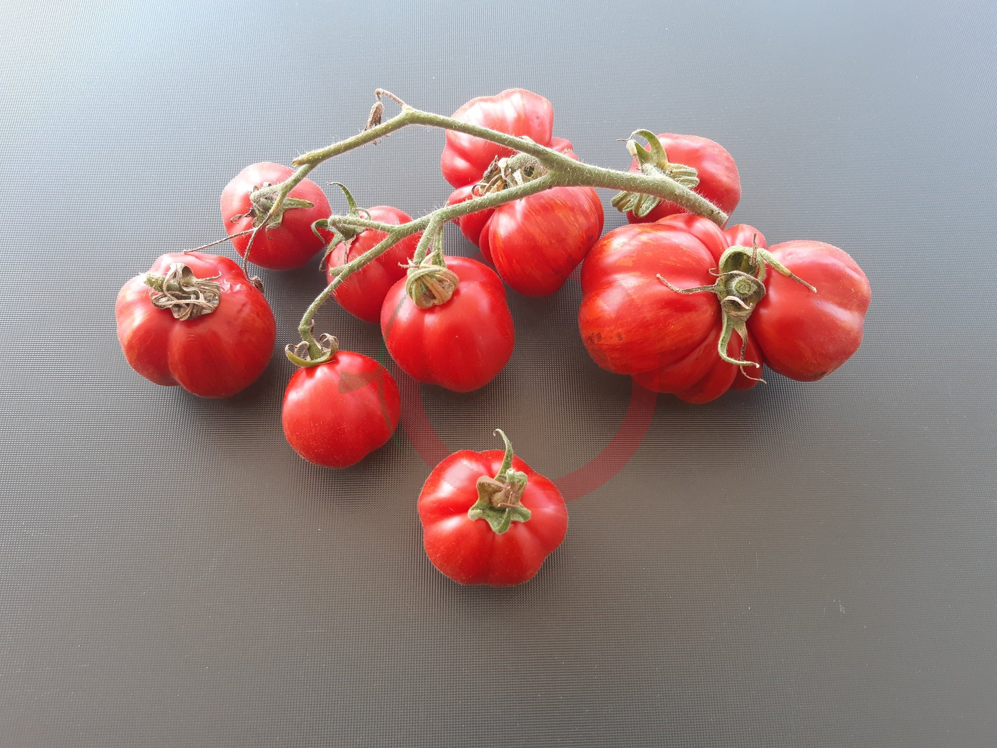 Cox Orange DER TOMATENFLÜSTERER