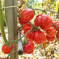 Cox Orange DER TOMATENFLÜSTERER