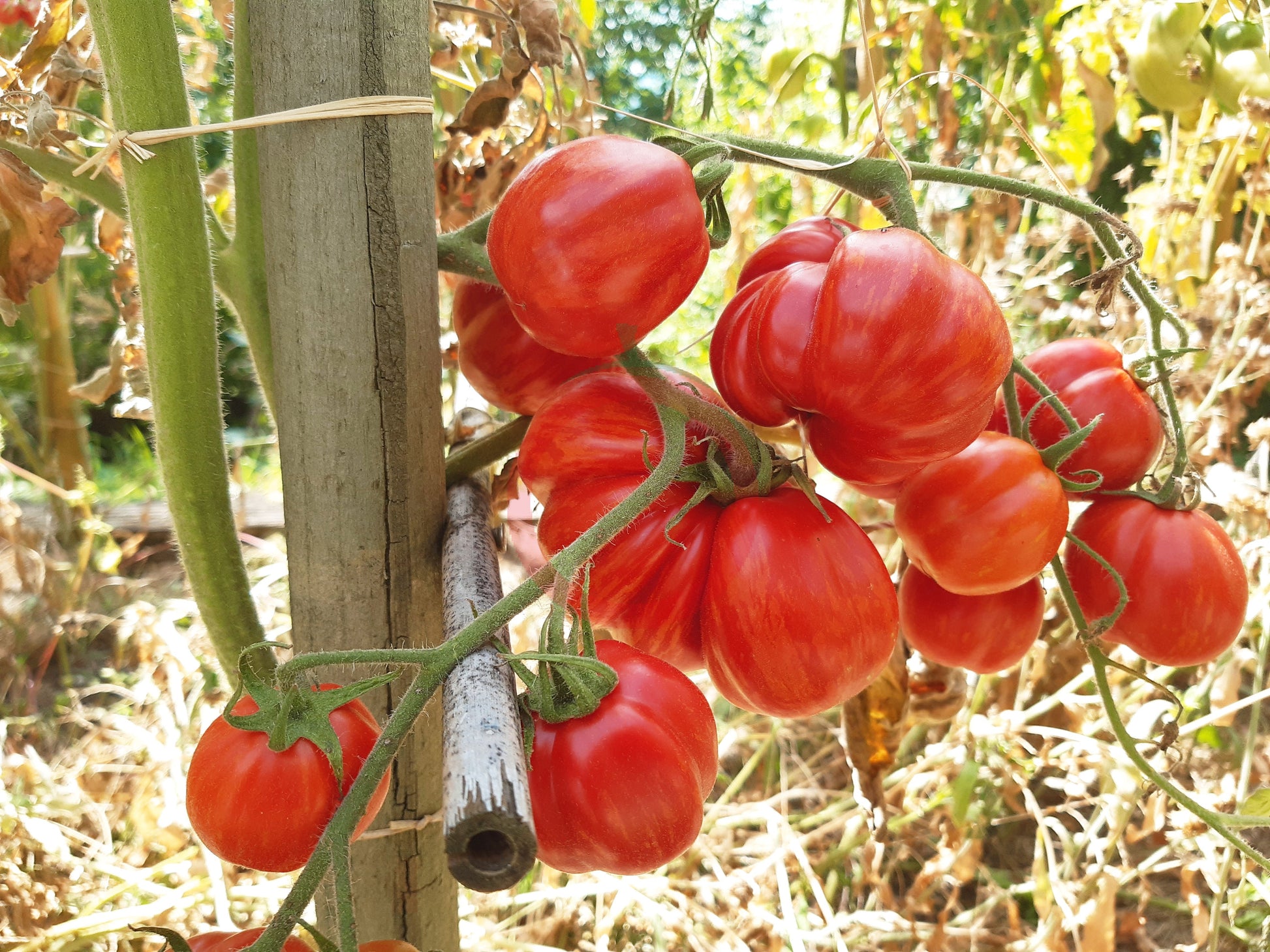 Cox Orange DER TOMATENFLÜSTERER