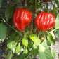 Criolla De Cocina DER TOMATENFLÜSTERER