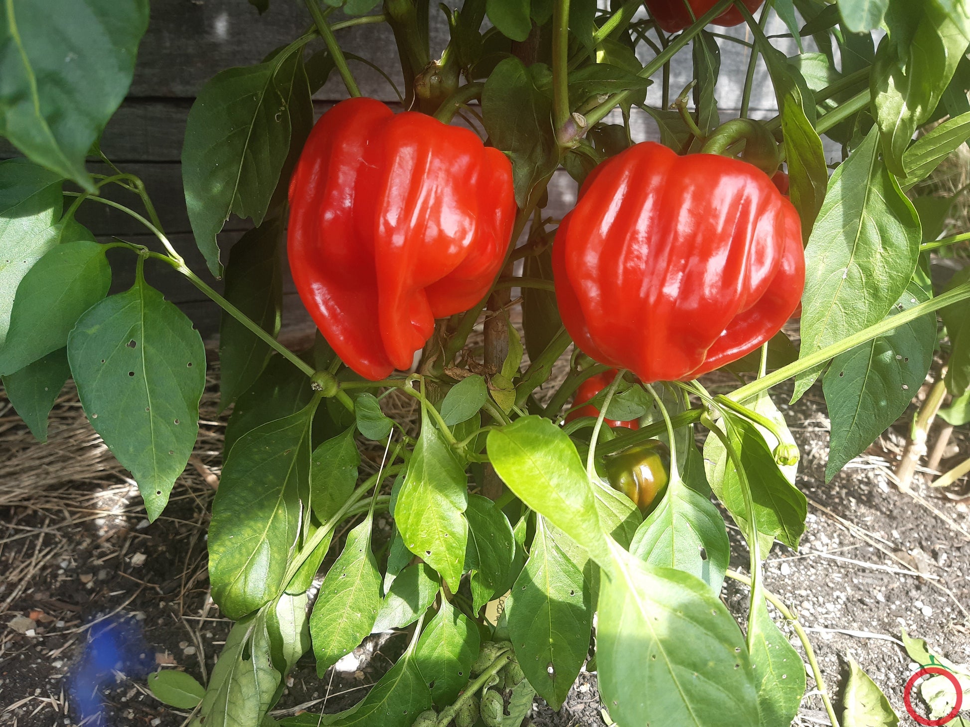 Criolla De Cocina DER TOMATENFLÜSTERER