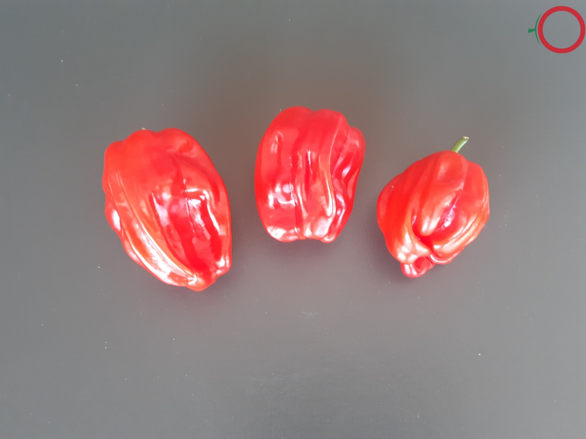 Criolla De Cocina DER TOMATENFLÜSTERER