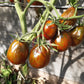 Cuban Salami DER TOMATENFLÜSTERER