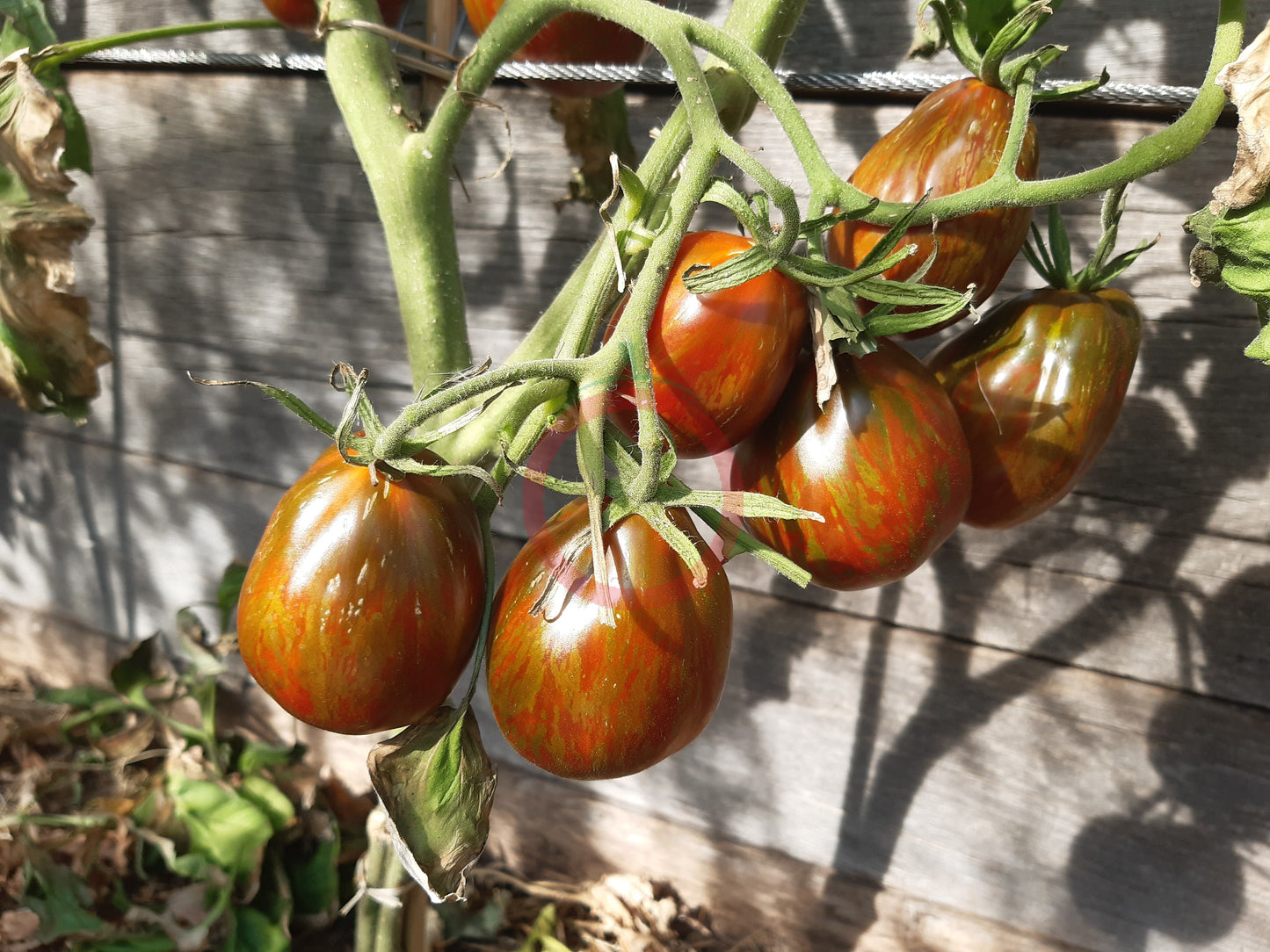 Cuban Salami DER TOMATENFLÜSTERER